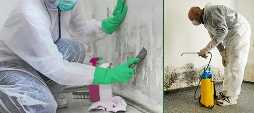Treat The Surface With An Anti-mold Spray