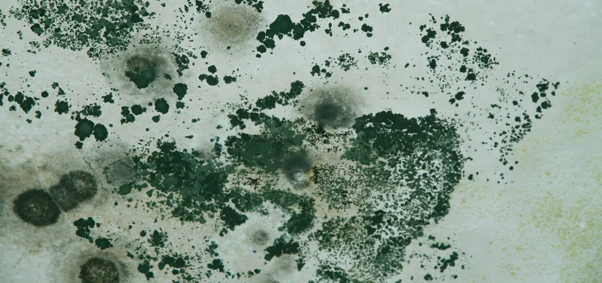 What Are The Most Common Mold Detection Symptoms Mold Inspection