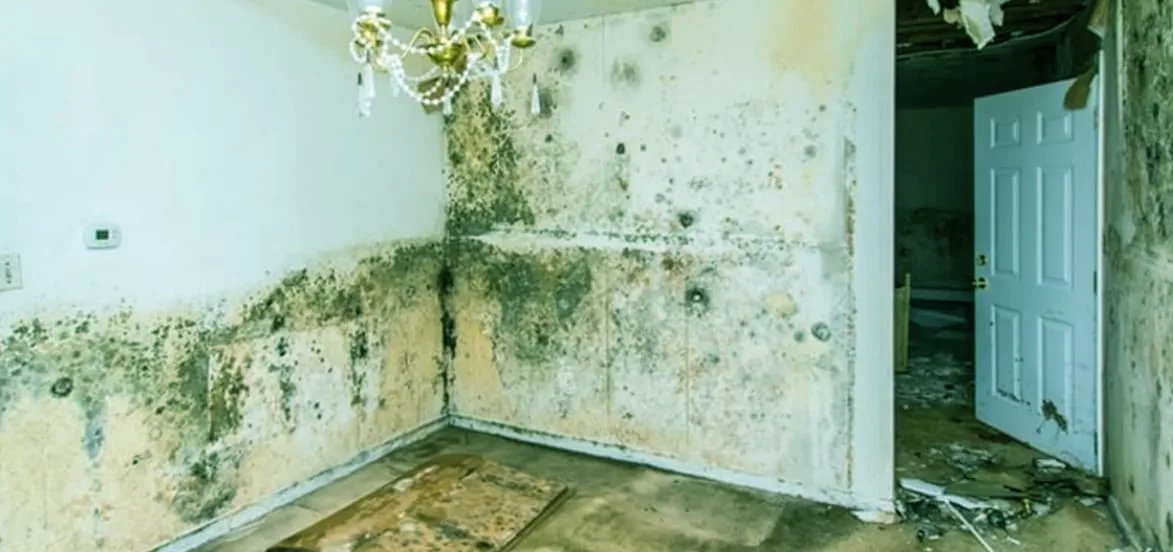 Mold Remove Mold Remove