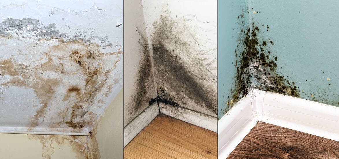 Symptoms of Mold Growing