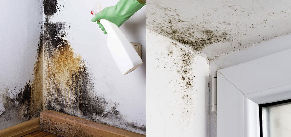 Why Is DIY Mold Removal Not Safe