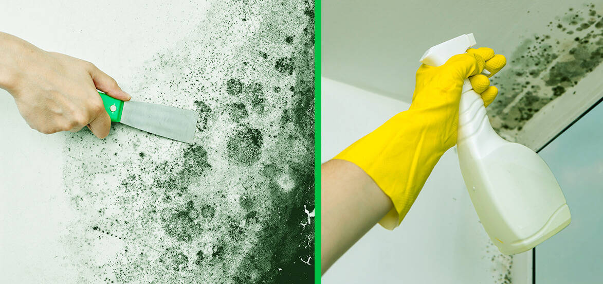 How to Remove Mold Completely