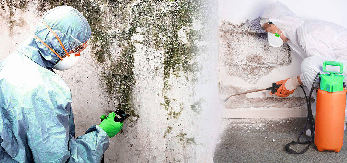 mold removal vs mold remediation